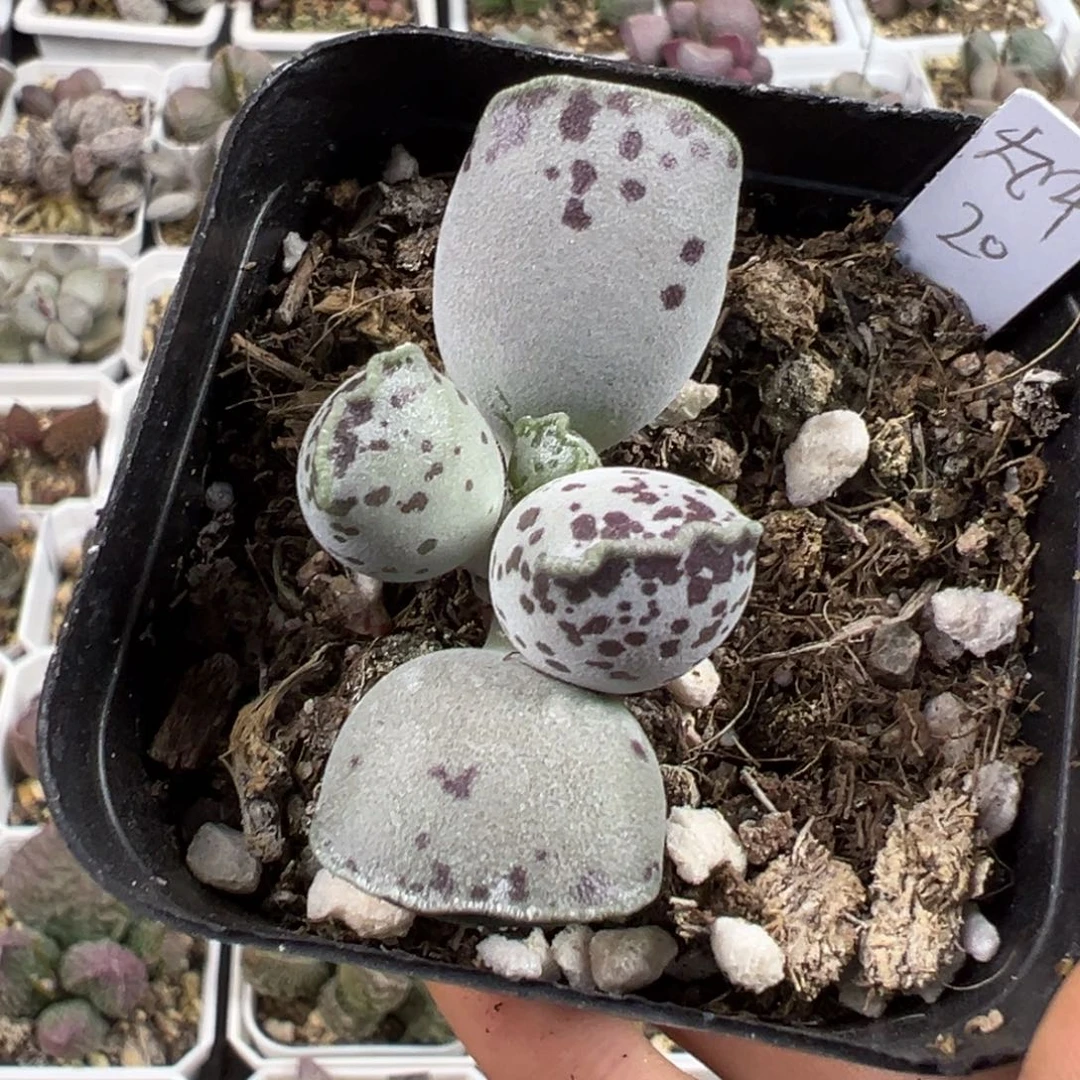 丸叶海豹多肉植物水泡