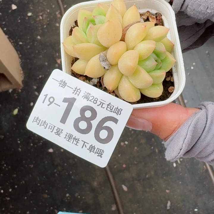梦龙多肉无盆土发货多肉多肉
