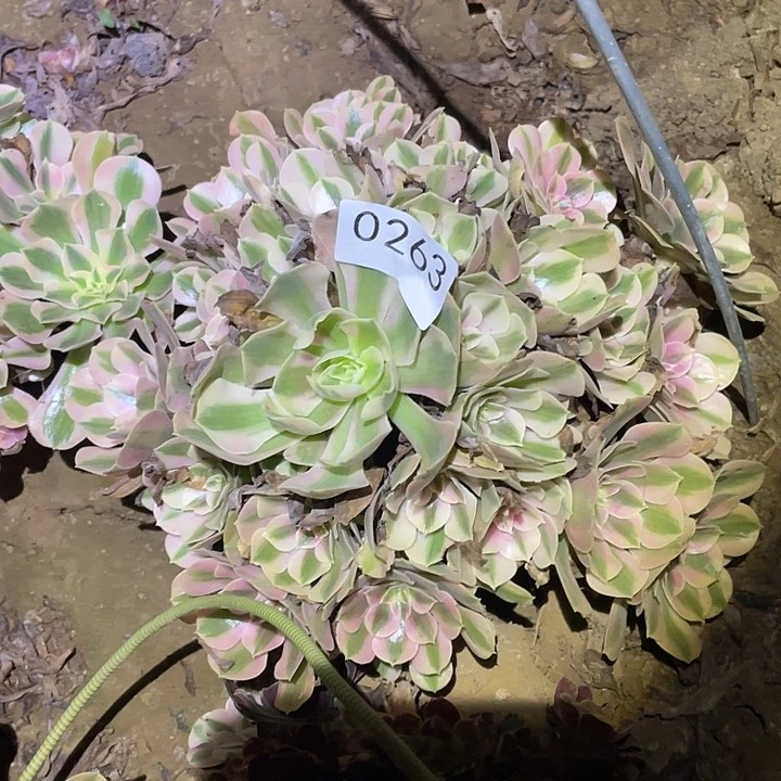 淚**里多肉植物法师263女巫