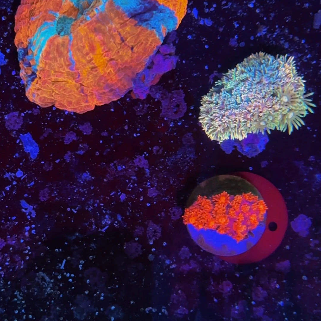 万鱼来朝海水观赏