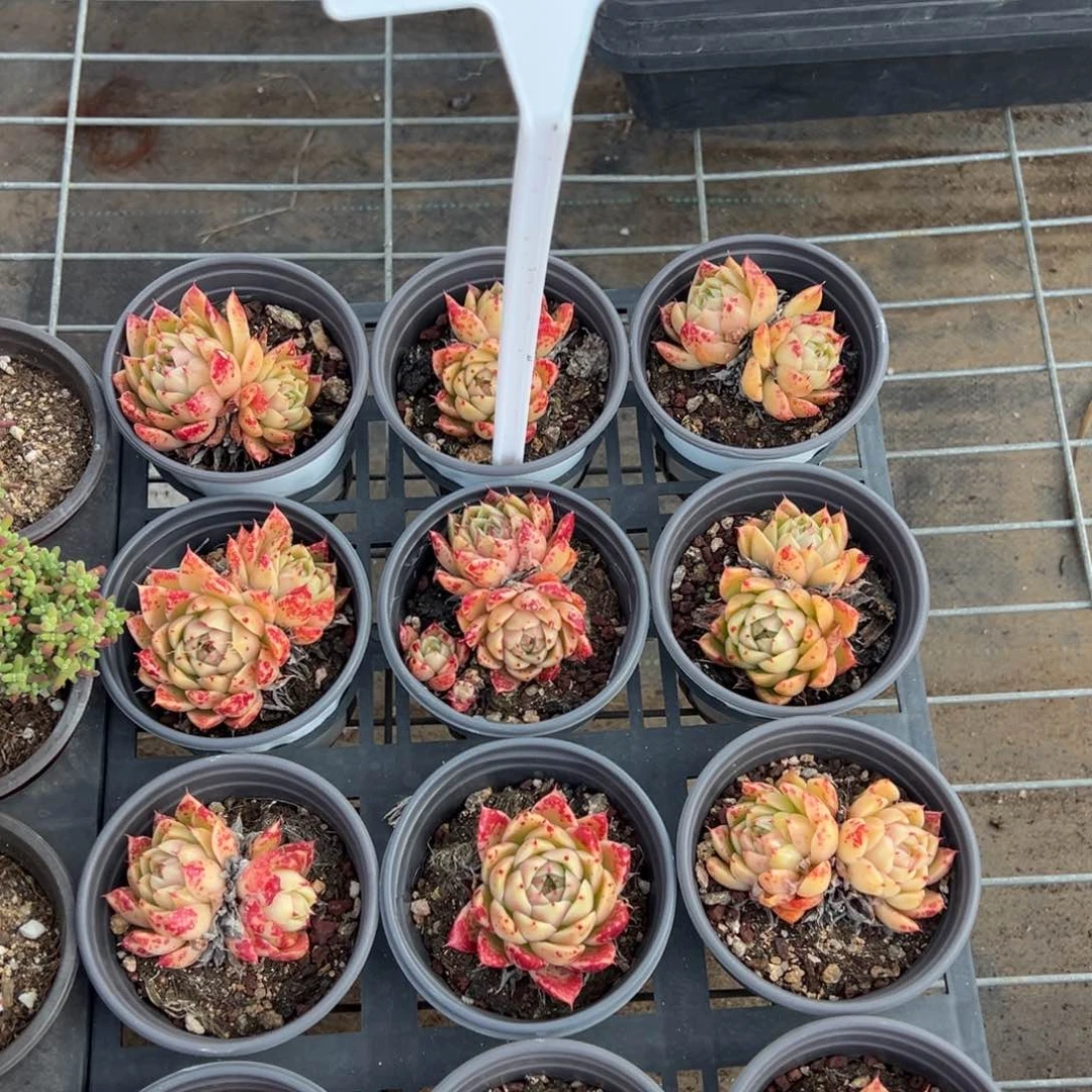 青椒一颗量拍多肉满9.9元包邮