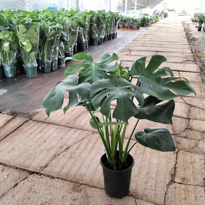 龟背竹盆栽绿植物开背龟背竹水培室内客厅卧室花卉