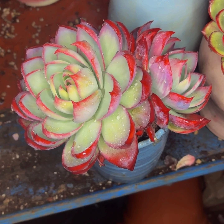 玉***3老桩精品肉肉金活仙子