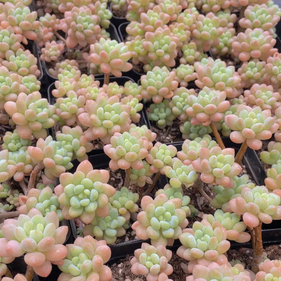 量拍3号 小仙女鱼子酱多头老桩群生一个