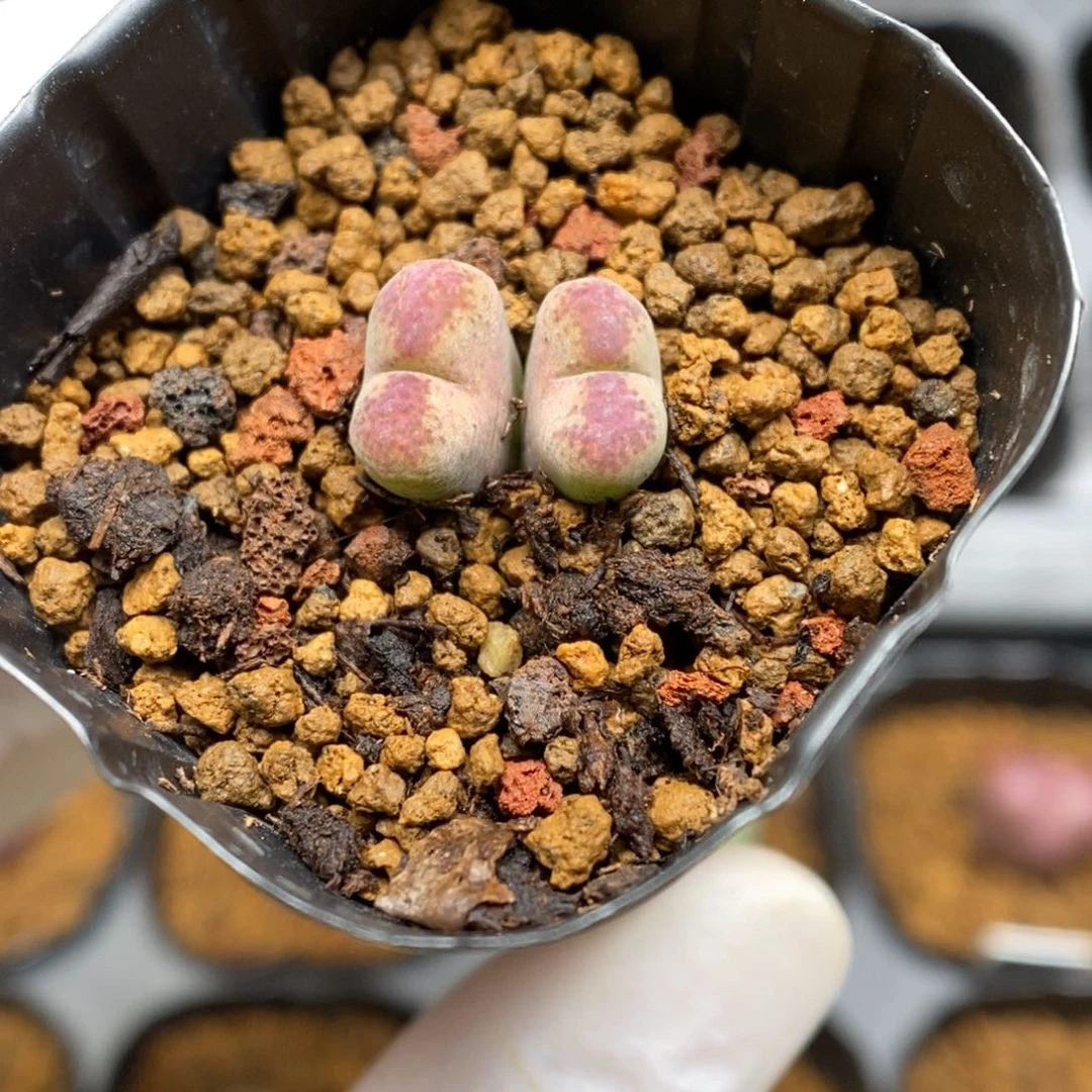 多肉植物肉锥杂交K-791 风铃杂