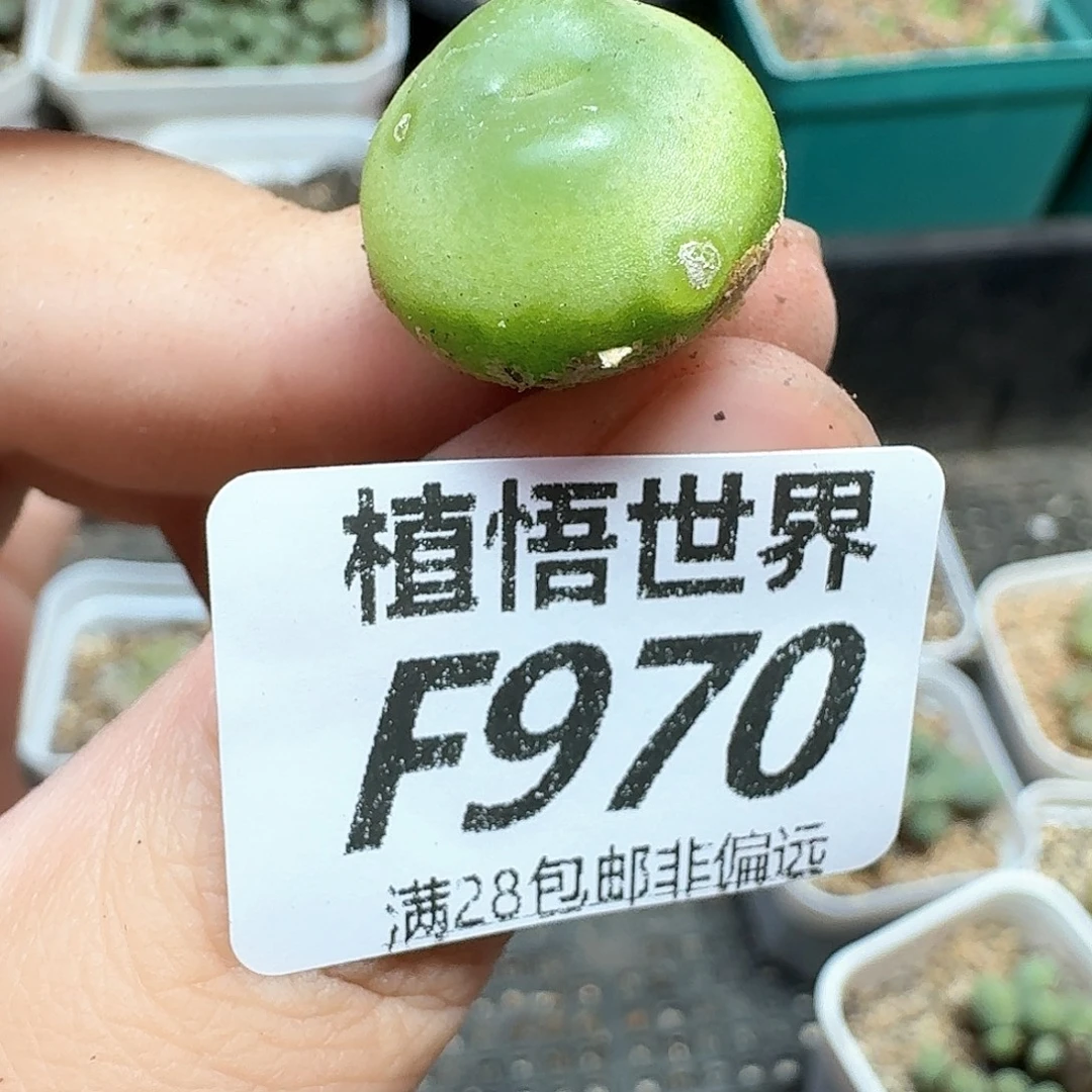 多肉植物的润泽地方