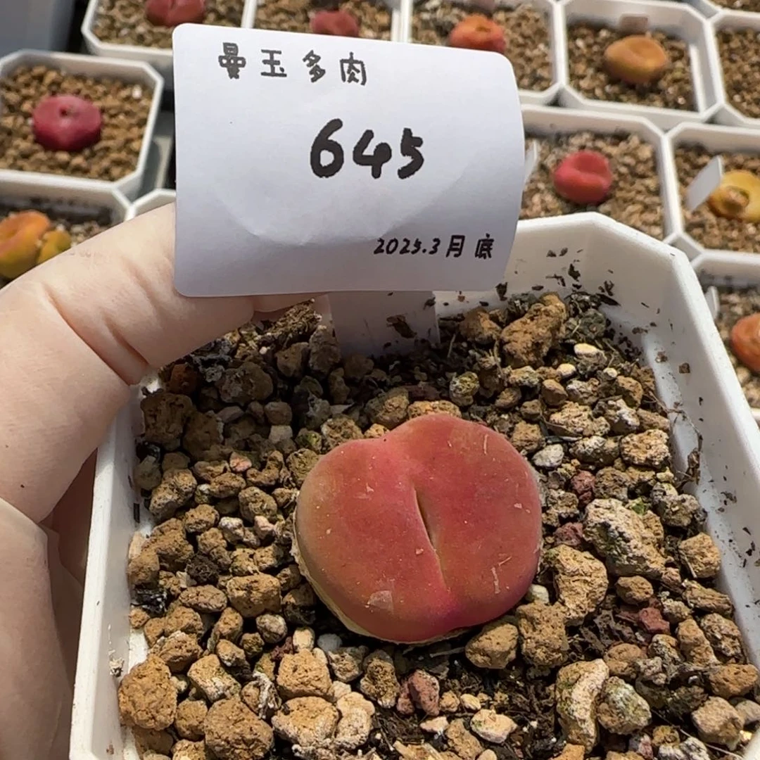 火*星多肉多肉多肉3.30-645