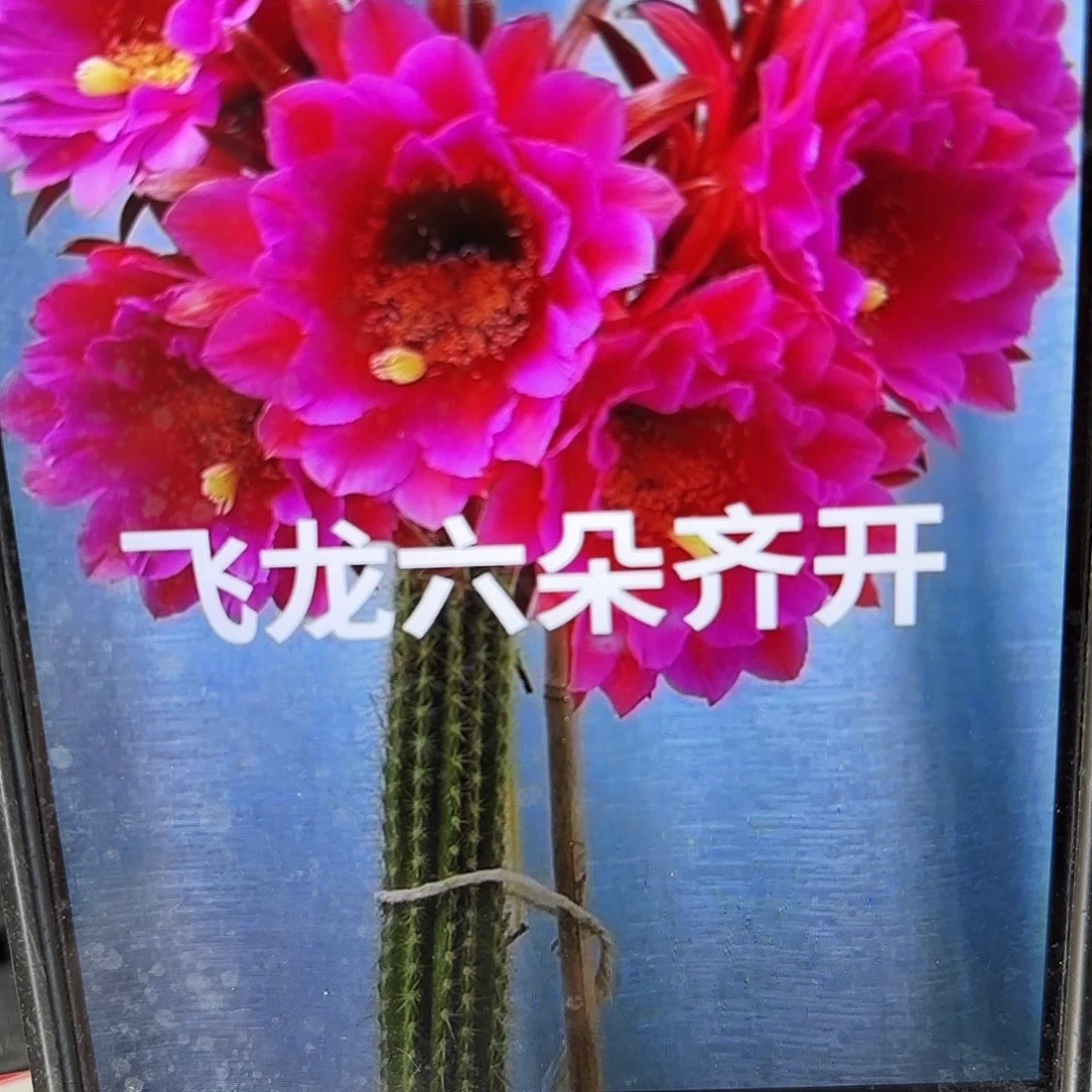 飞龙毛侧牙20包邮13