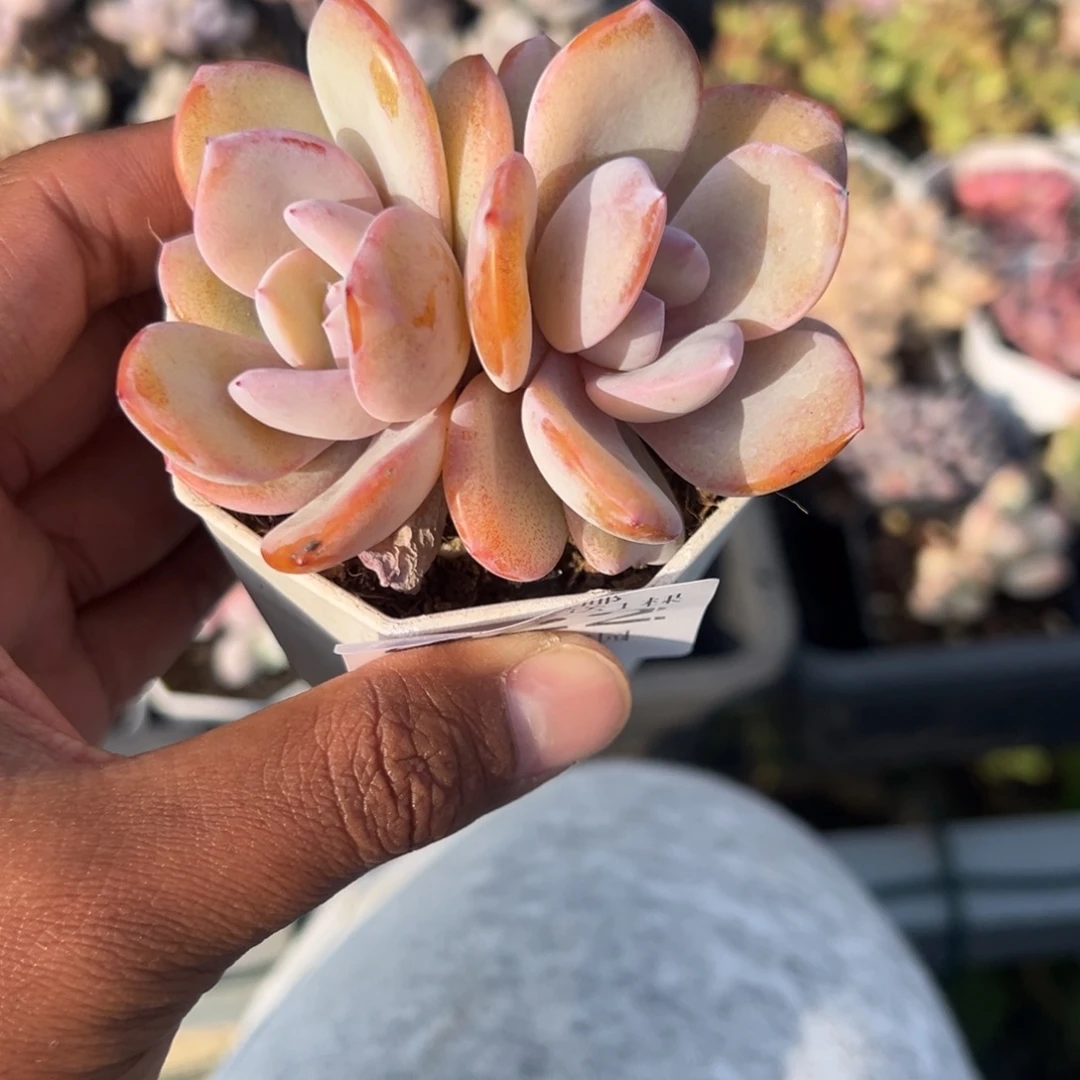 422号双头韩版奶茶 一物一拍满18包邮