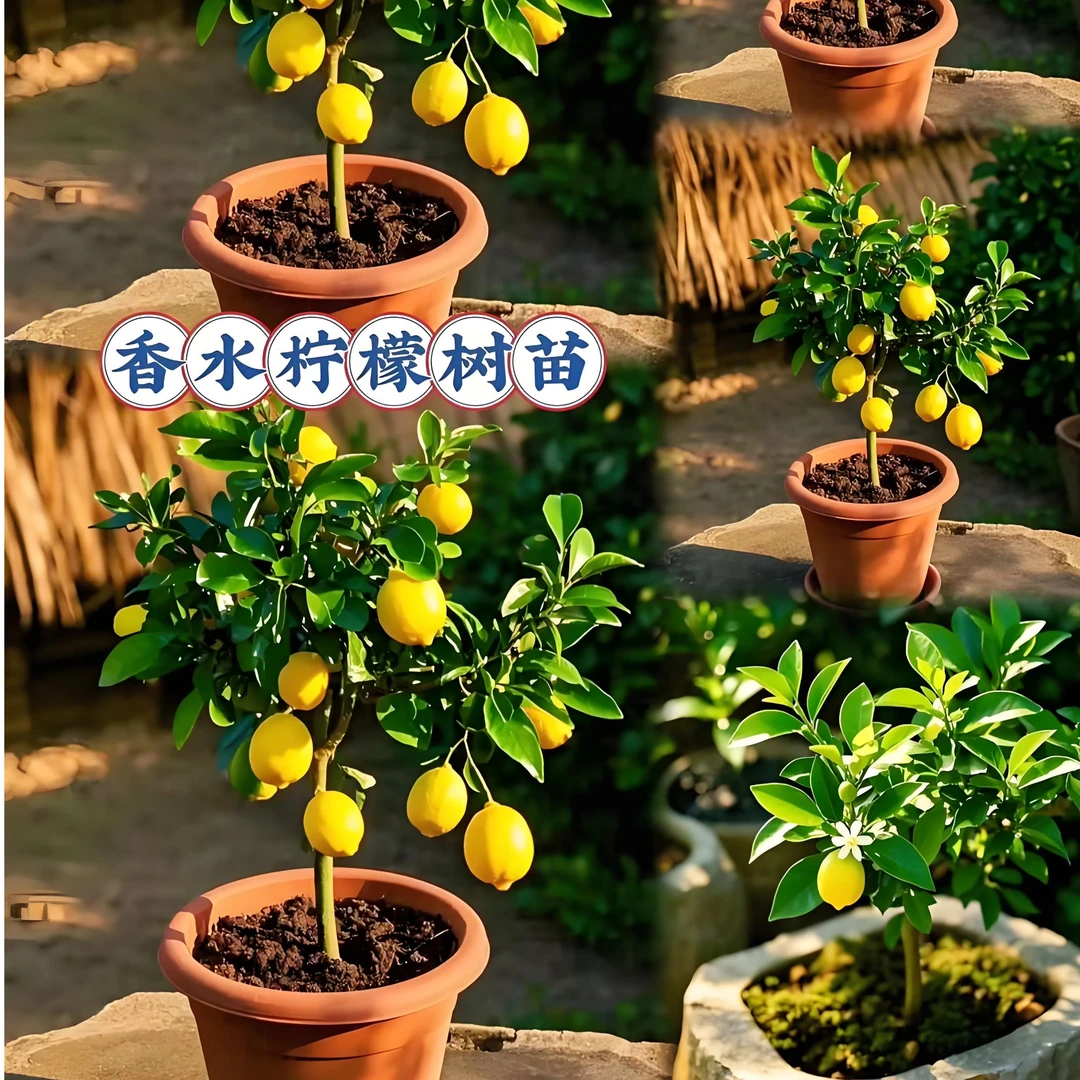 四季香水柠檬果树苗盆栽室内阳台绿植带果好养