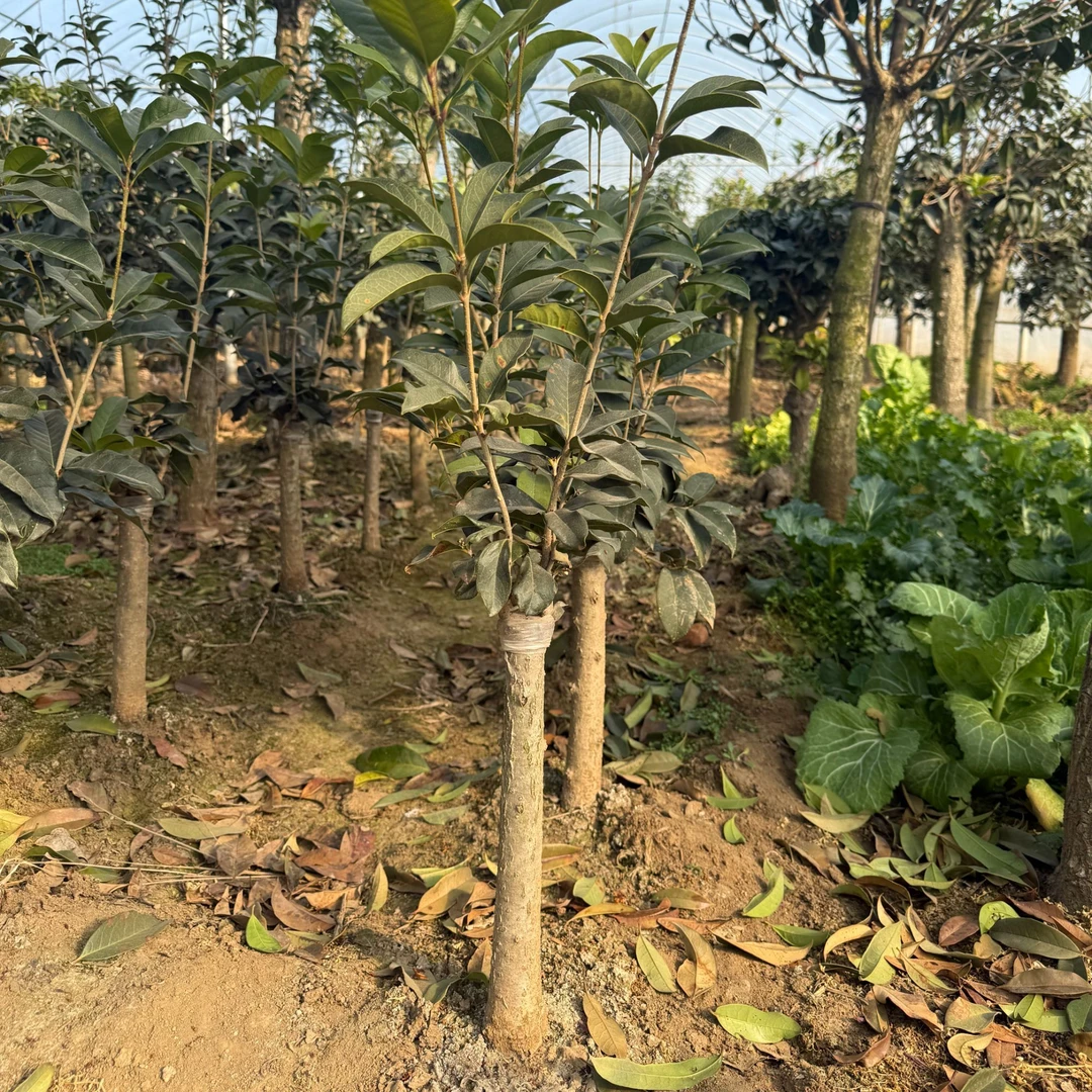 桂花四季桂月桂桂花树花卉绿植