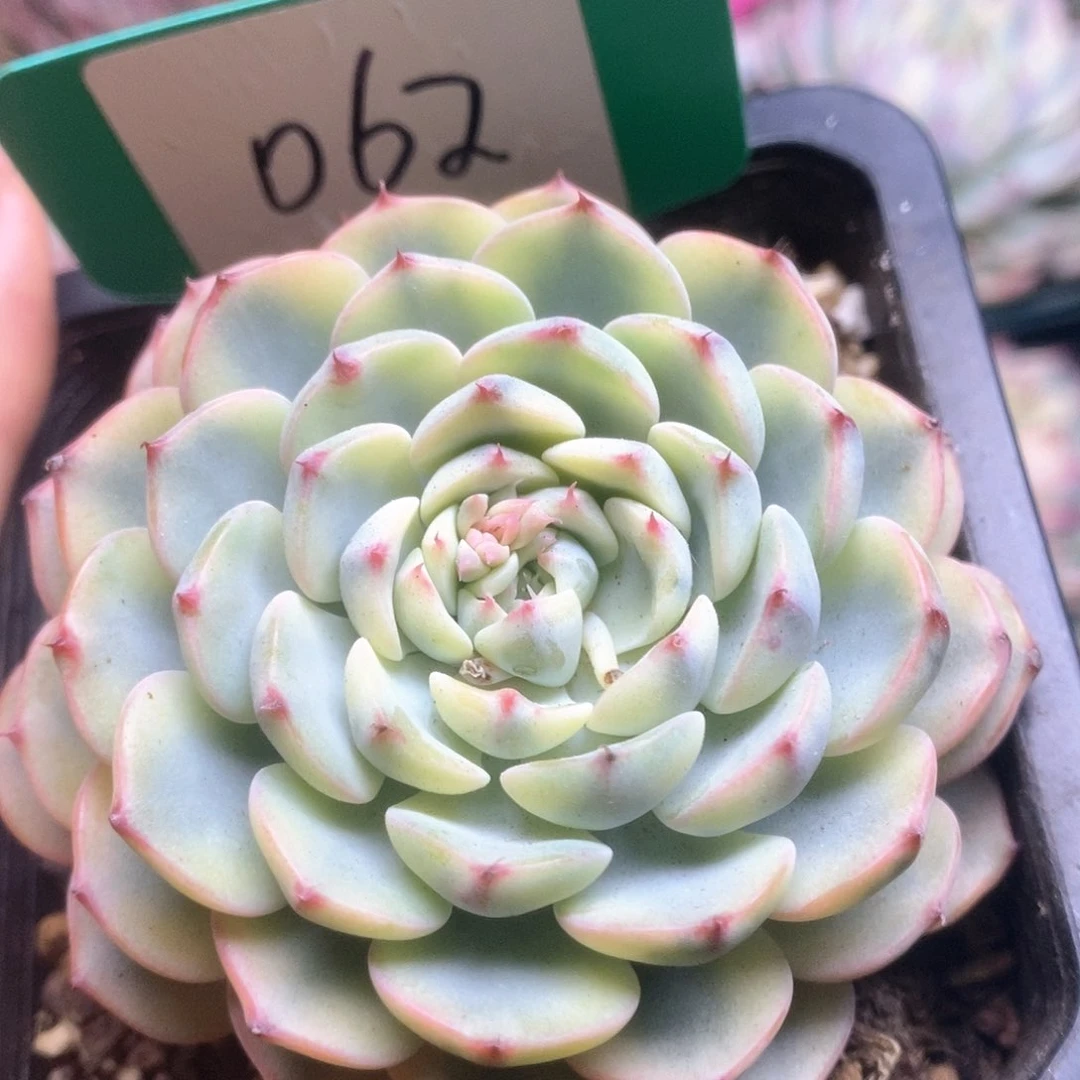 062姬莲锦锦锦锦锦锦锦