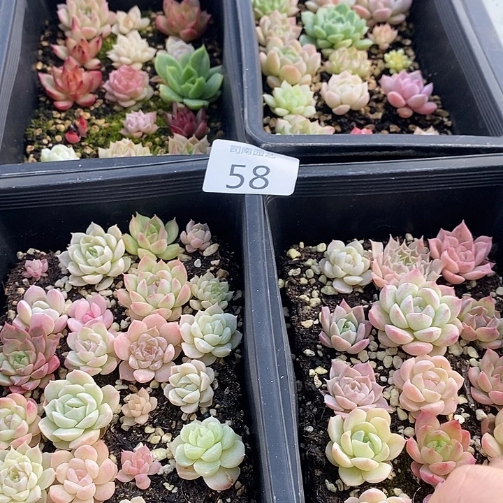 58 多肉植物盆栽花卉