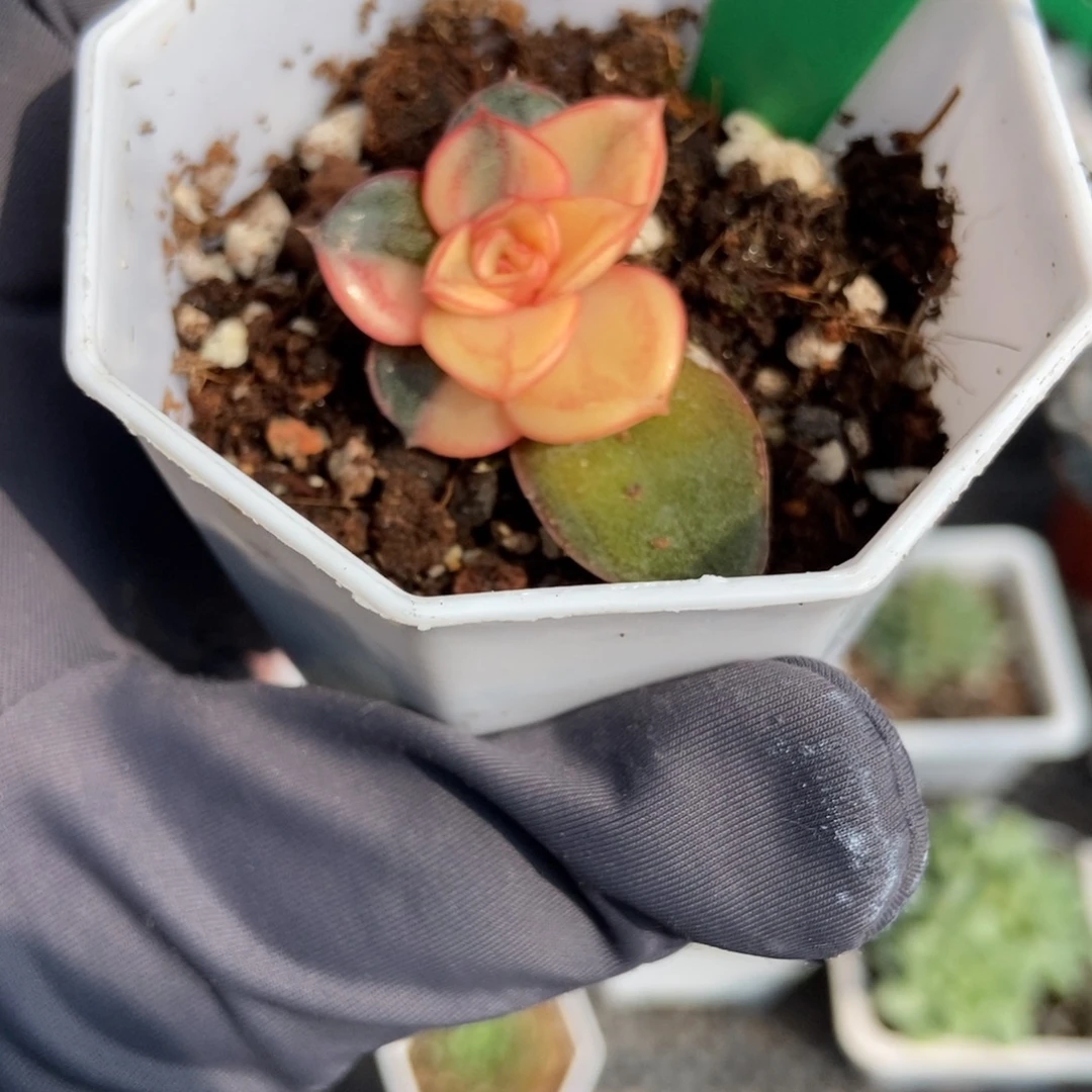 811麒麟座锦多肉植物