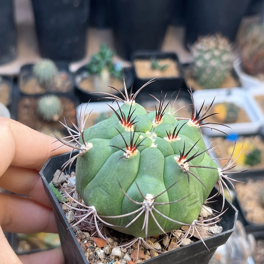 裸萼实生球一颗一颗