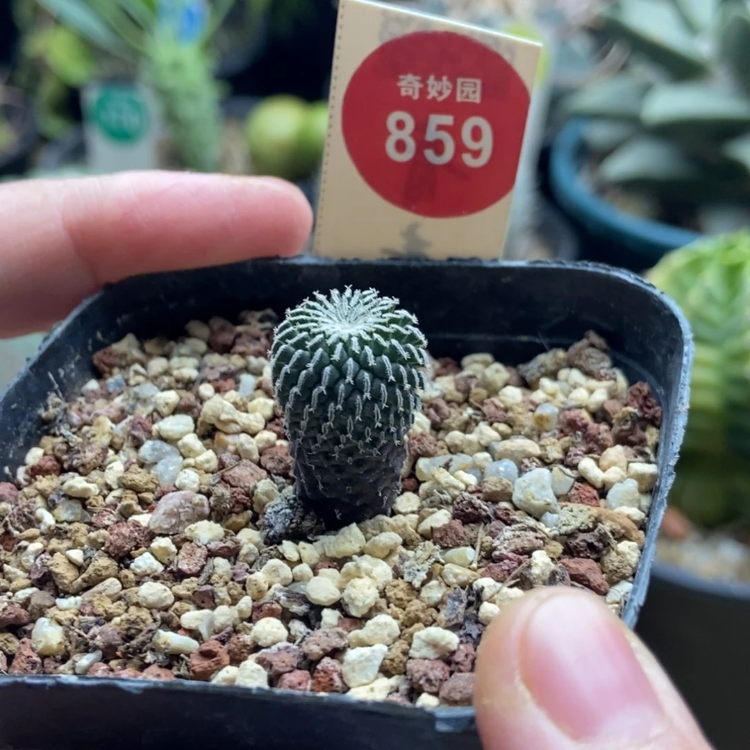 实生精巧殿刺缀一棵1.4cm