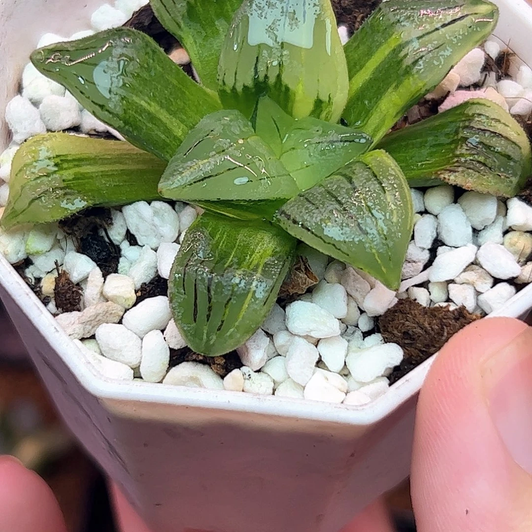 红纹寿锦十二卷多肉植物
