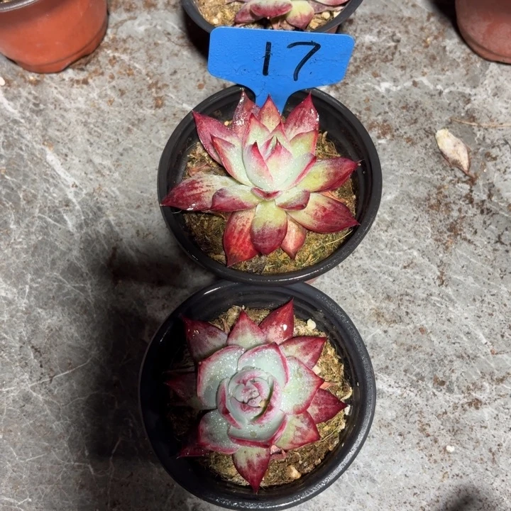 17惊鸿哈哈哈哈哈哈