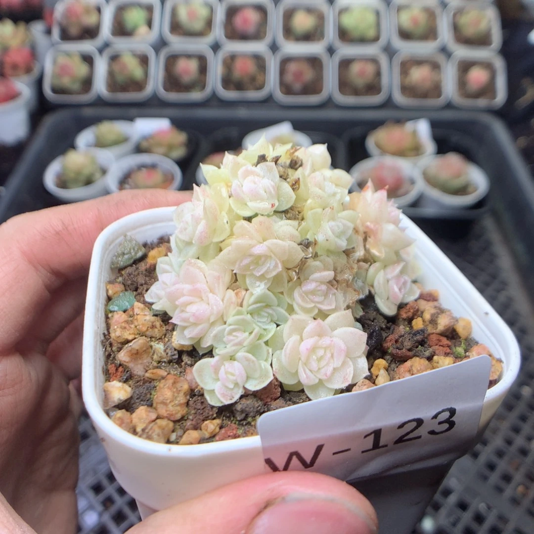 无花朵W123yyyyyyyyy