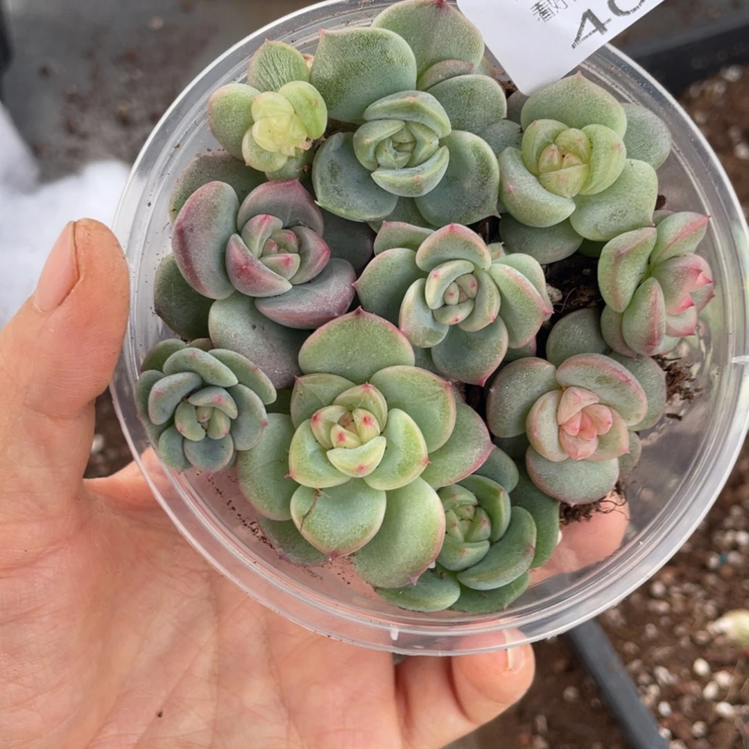 恸云糖心多肉植物405