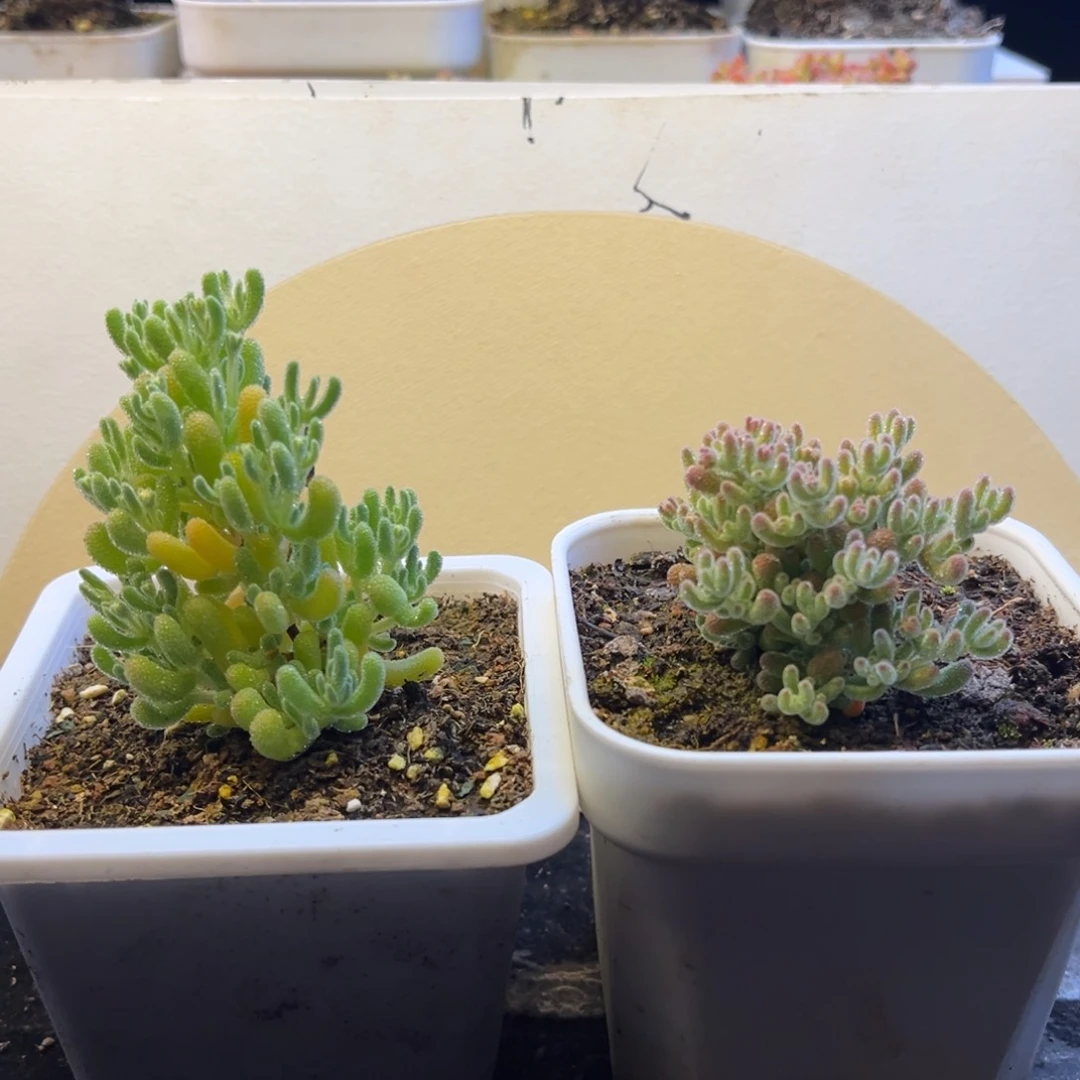 枝干 枝干。枝干 枝干