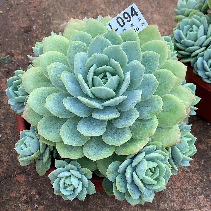 恋曲捧花 9.25号左右发货了