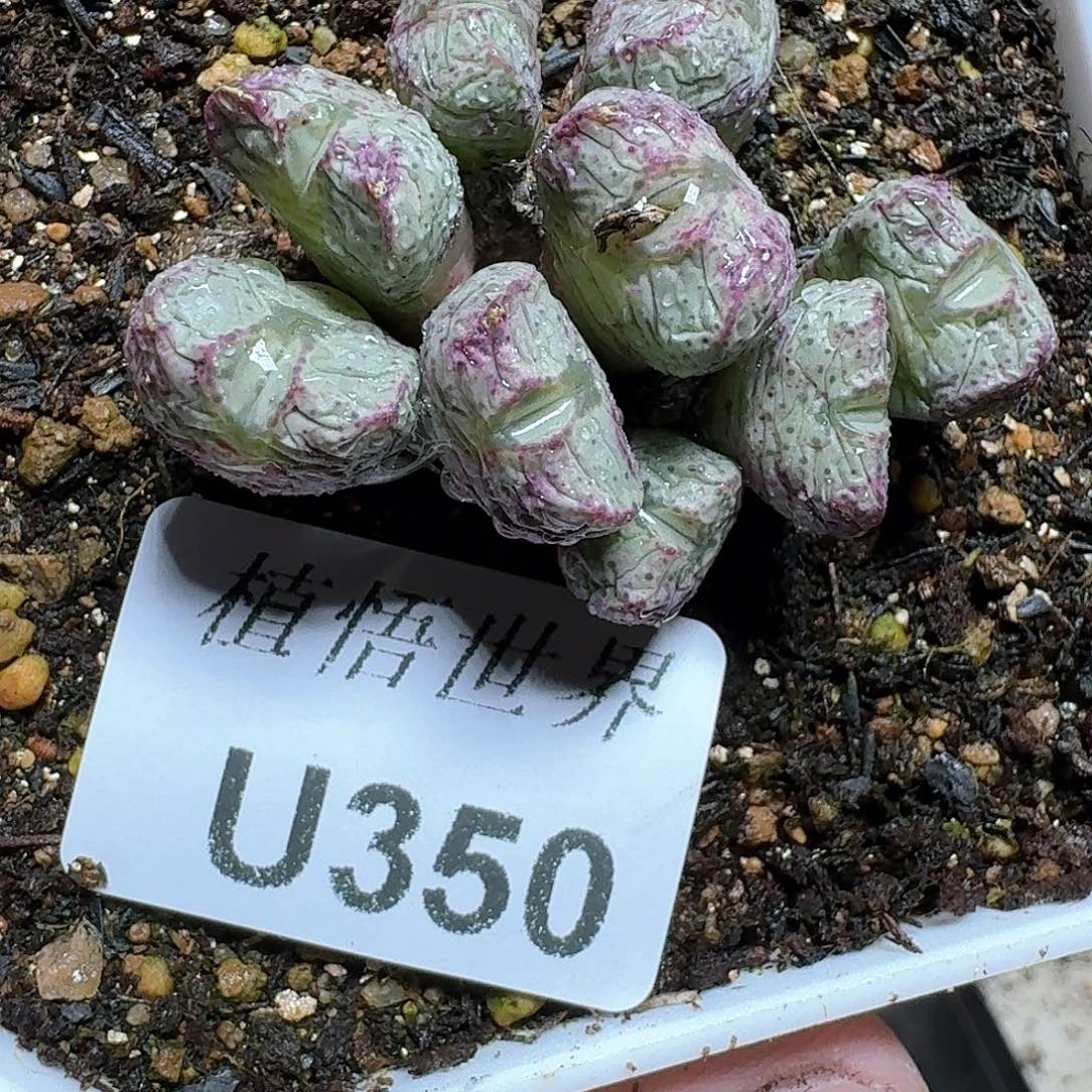 350盒多肉植物哇cv