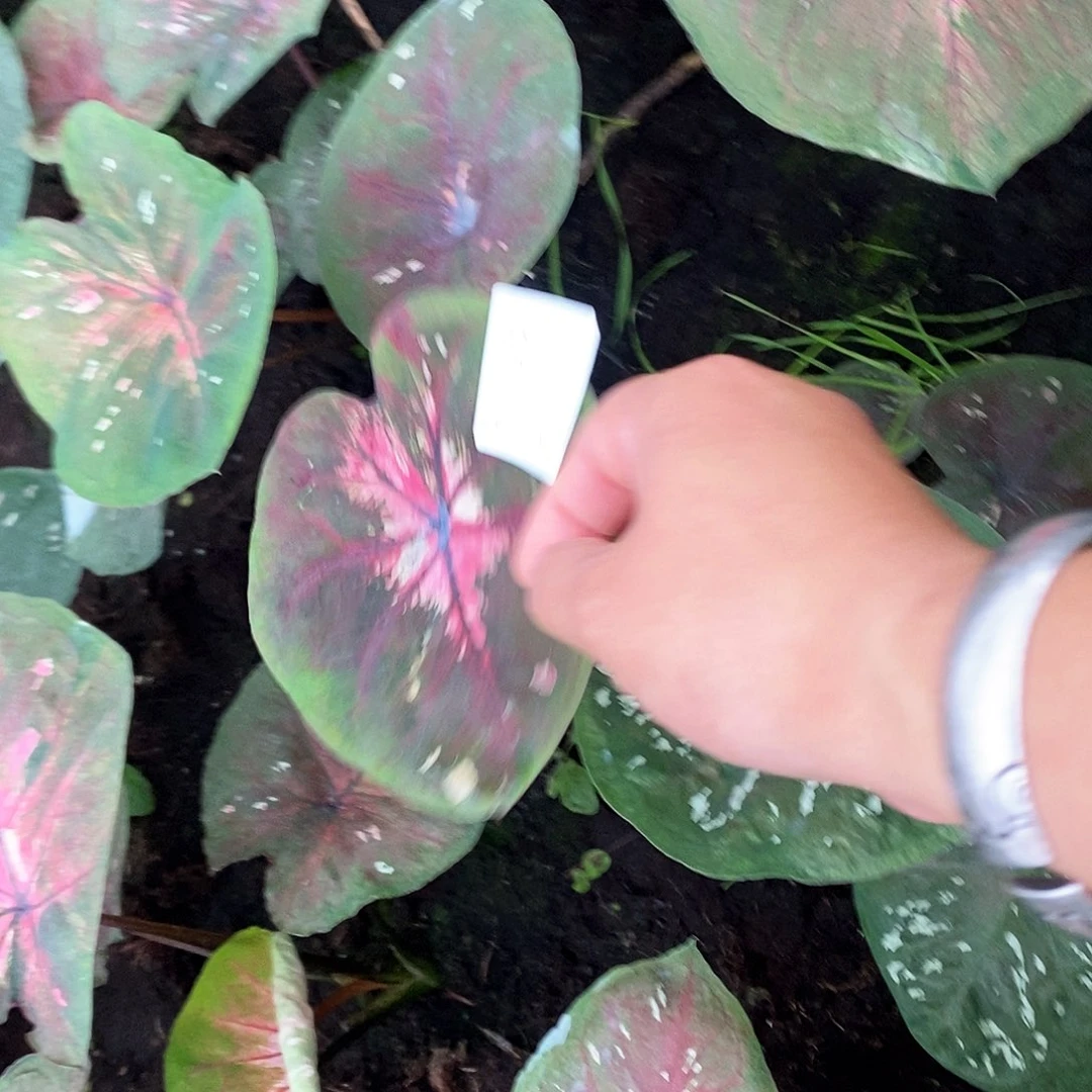 至***己完全开放海王4595