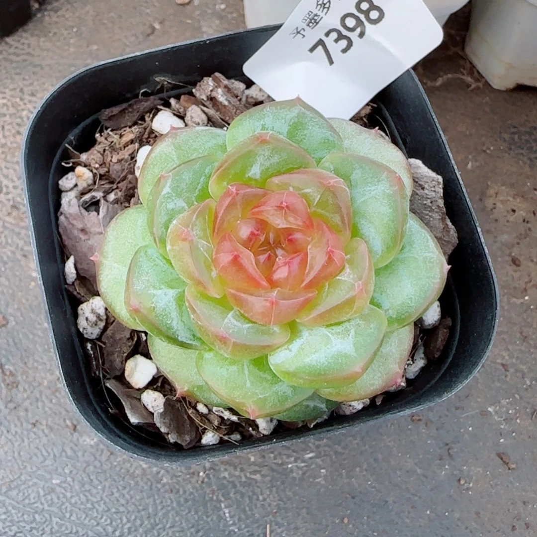 新品，7398多肉植物