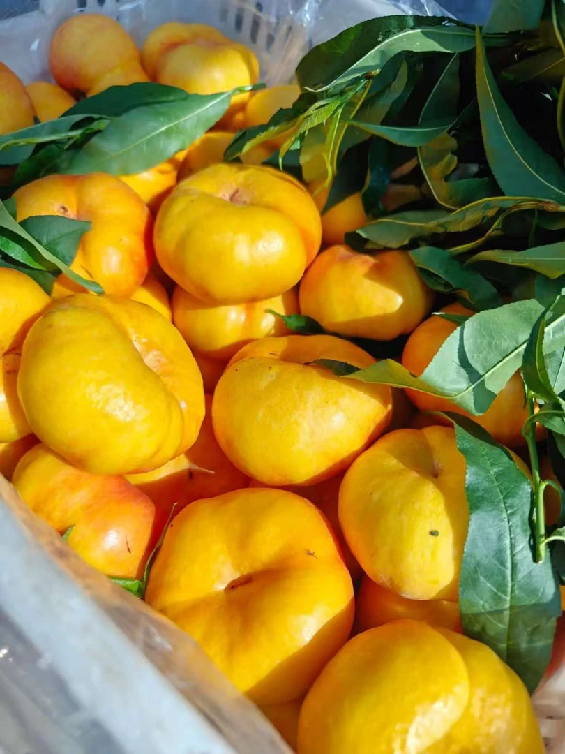 头茬露天黄蟠桃黄金油蟠桃脆甜爽口新鲜应季水果