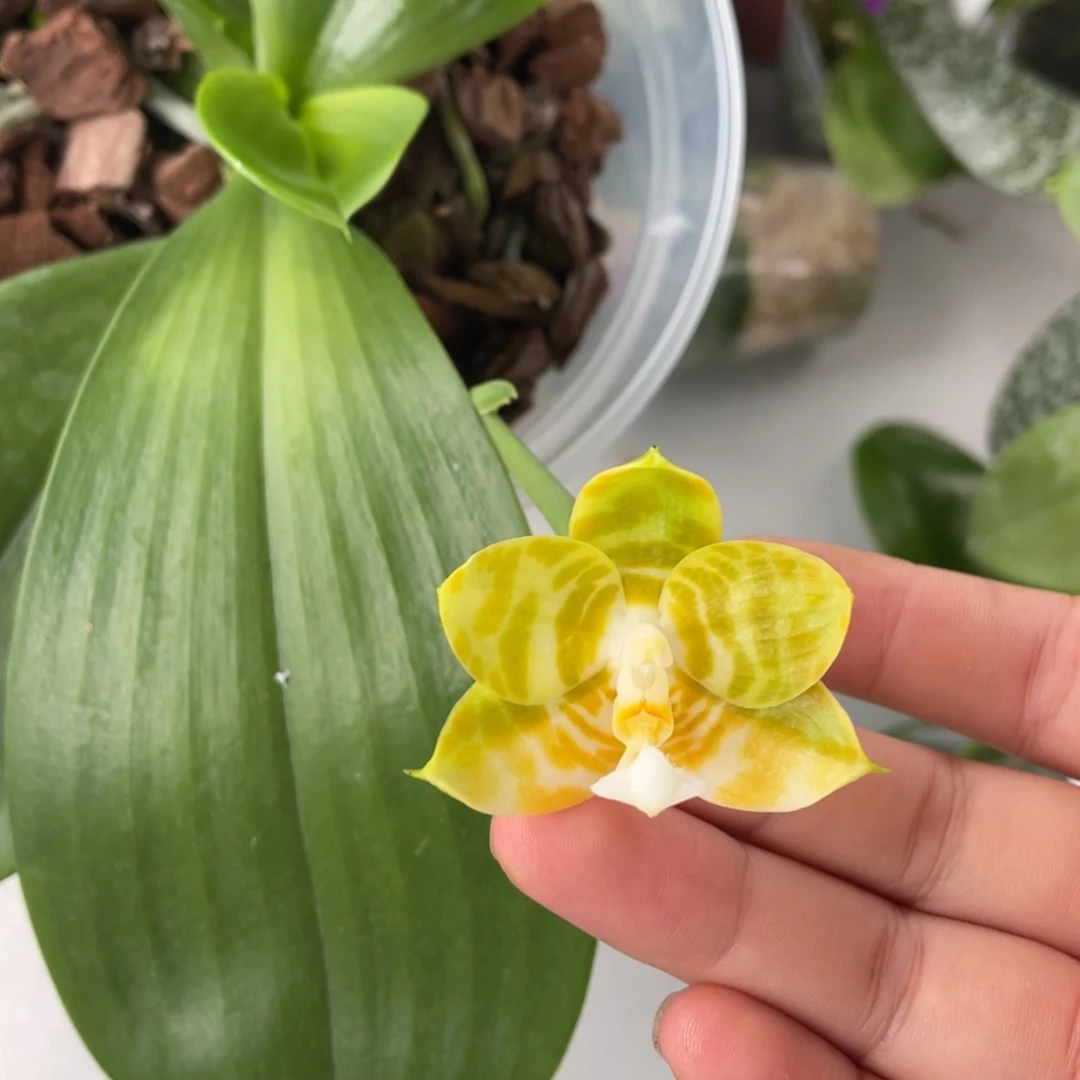 完全开放4寸开花弥陀反射王