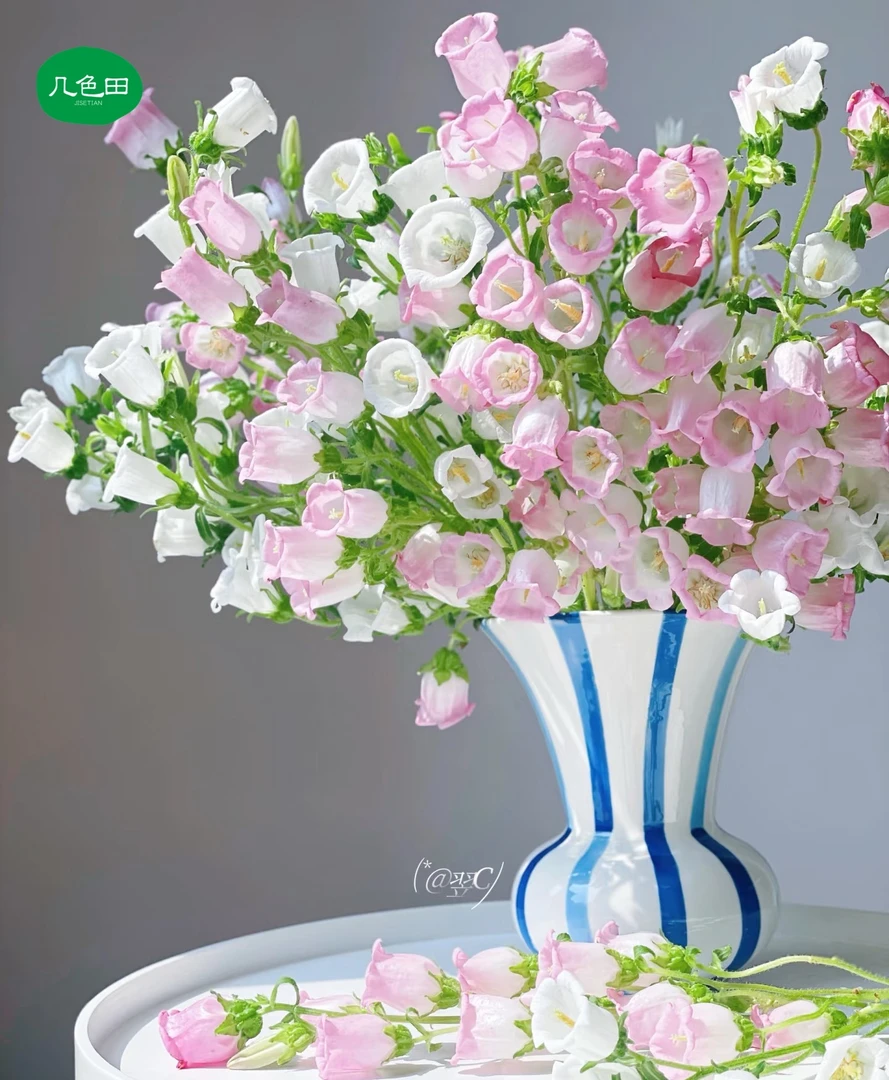 双色风铃----风铃云南直发鲜花云南花插花鲜花