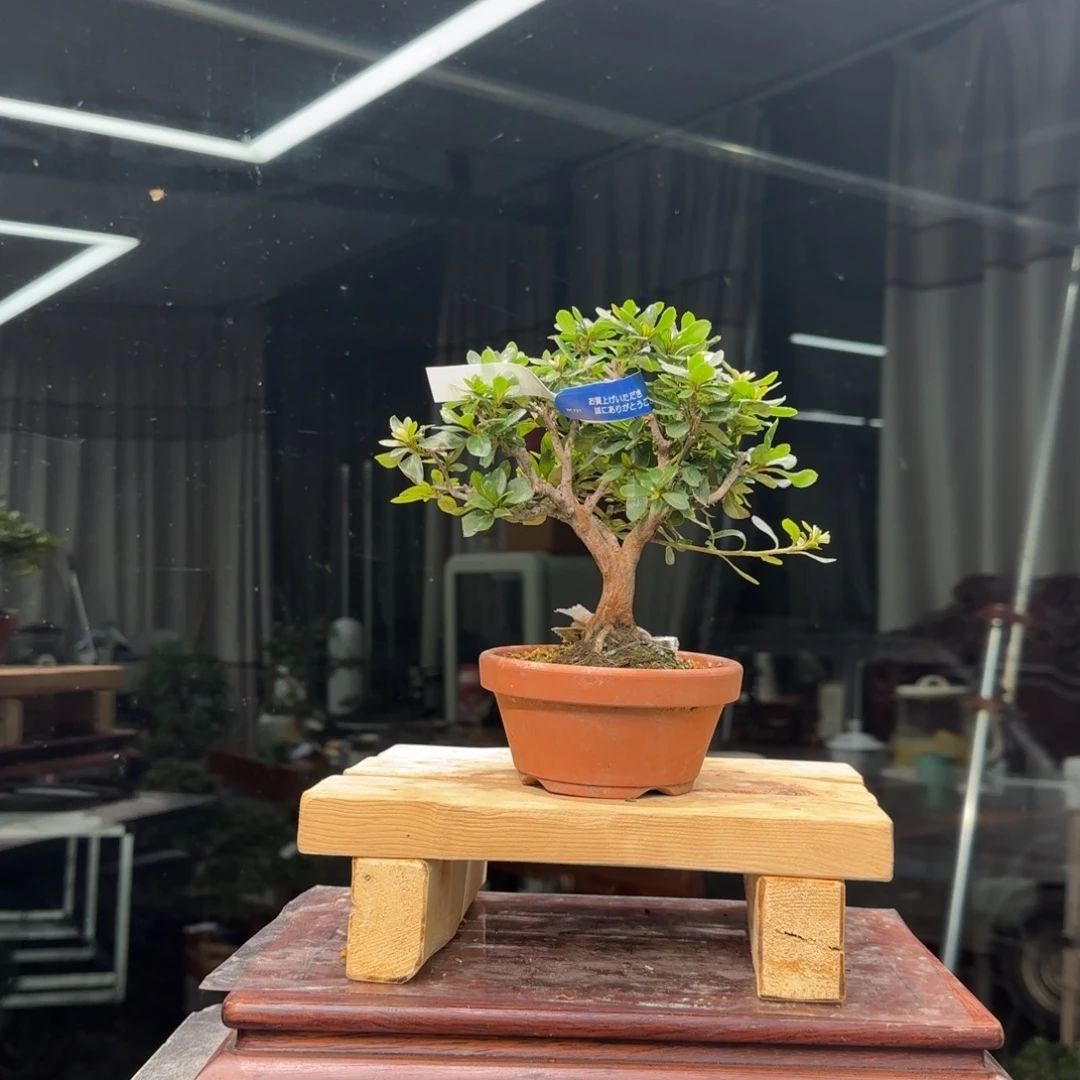 留***啦无花朵花卉苗木花卉苗木