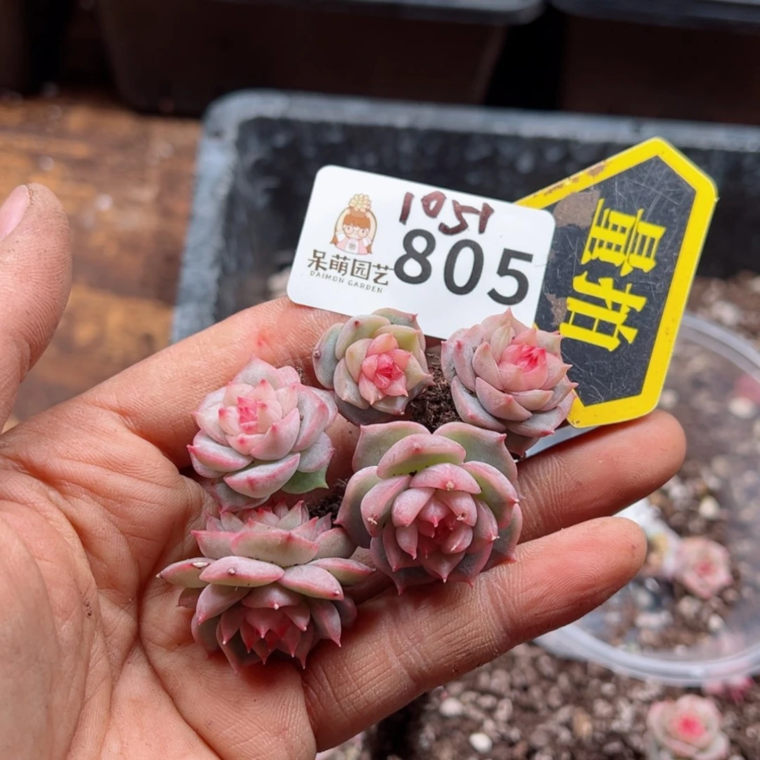 多肉植物多肉植物