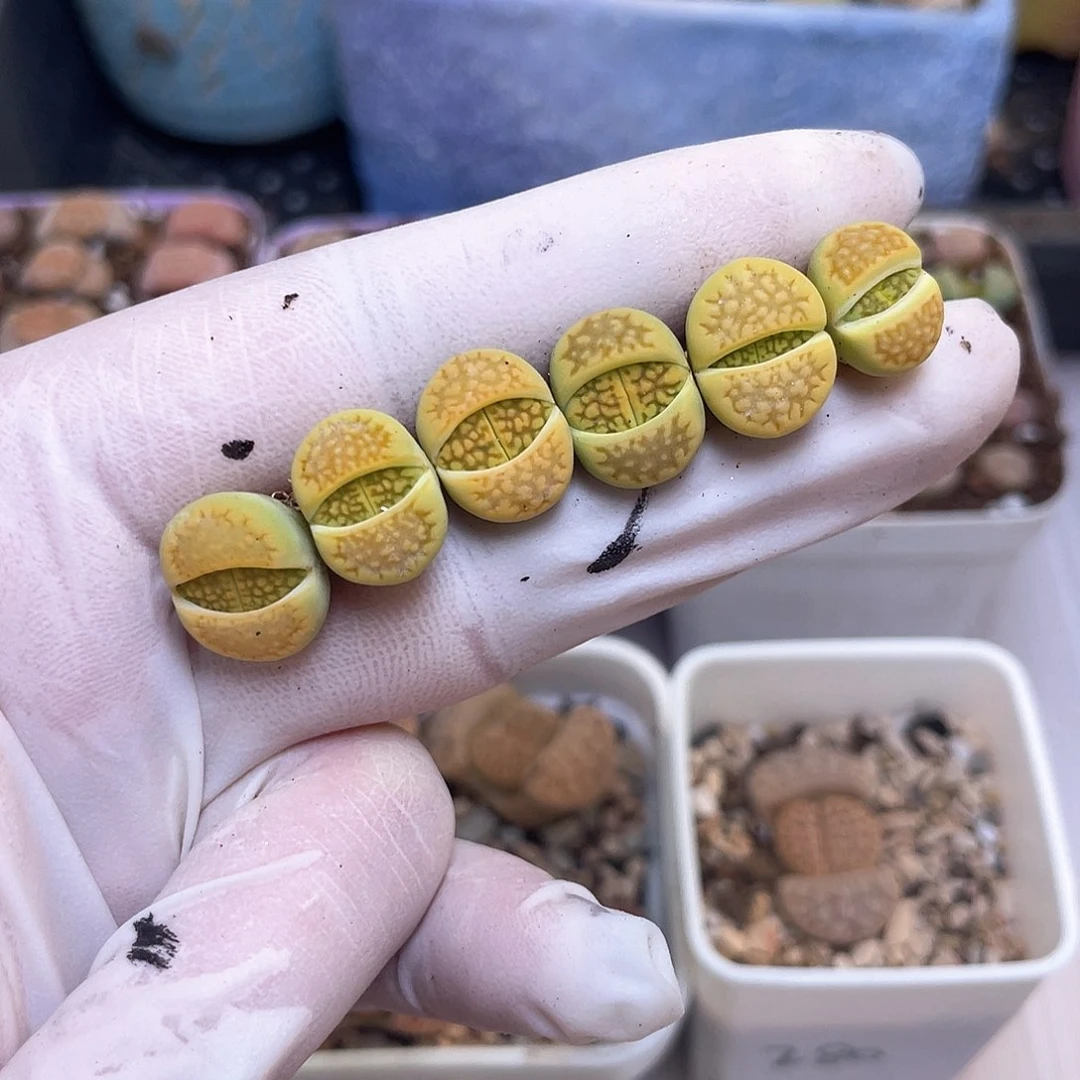 360 黄巴黎………………