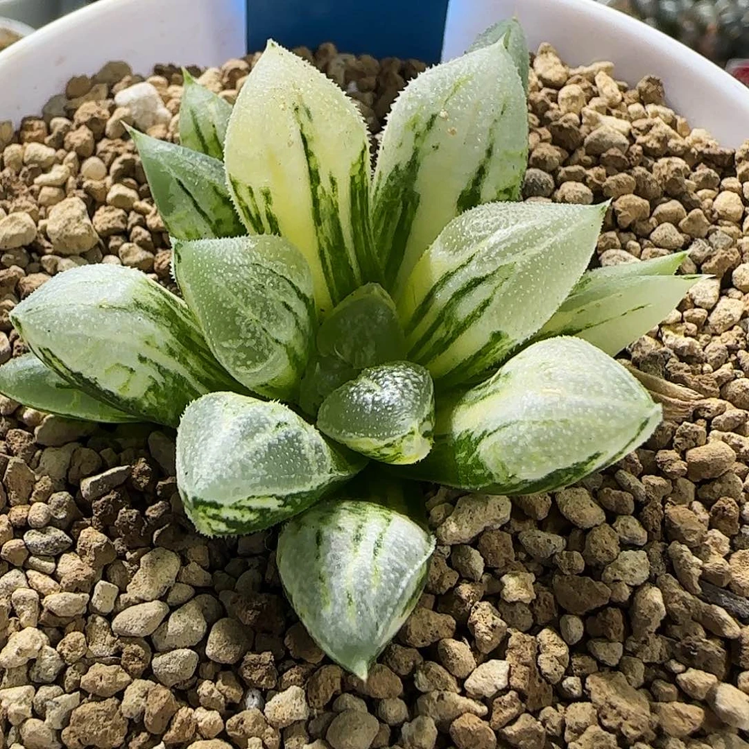 366号爱心寿锦一物一拍带盆土