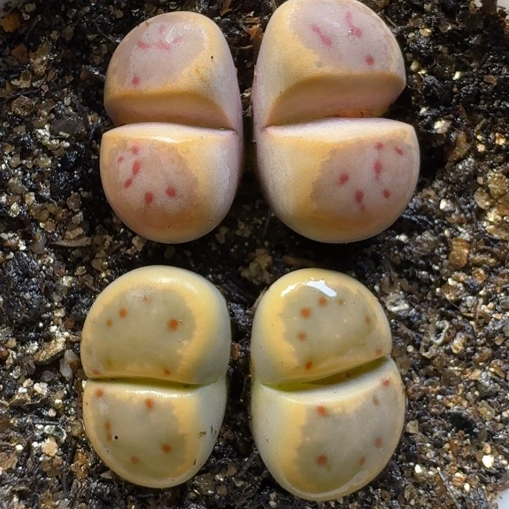 生石花1111211。  200