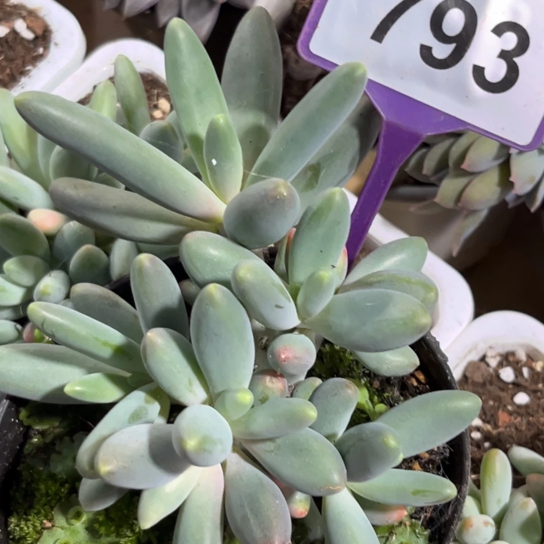 烟花一物一拍793.