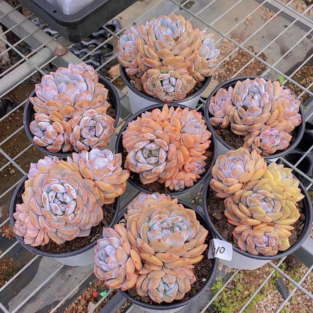 27-10- 墩墩橙大群三头福利一颗 量拍