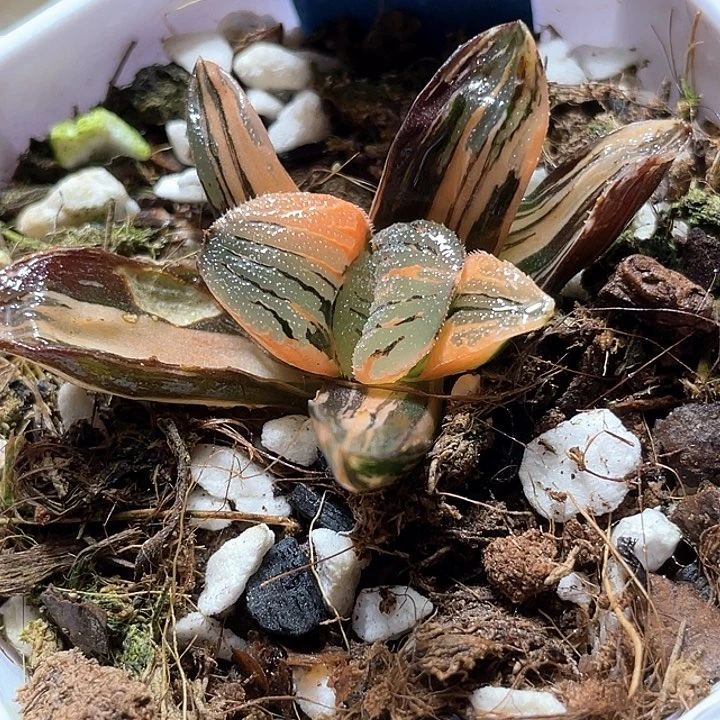 672完美夜想錦一物一拍