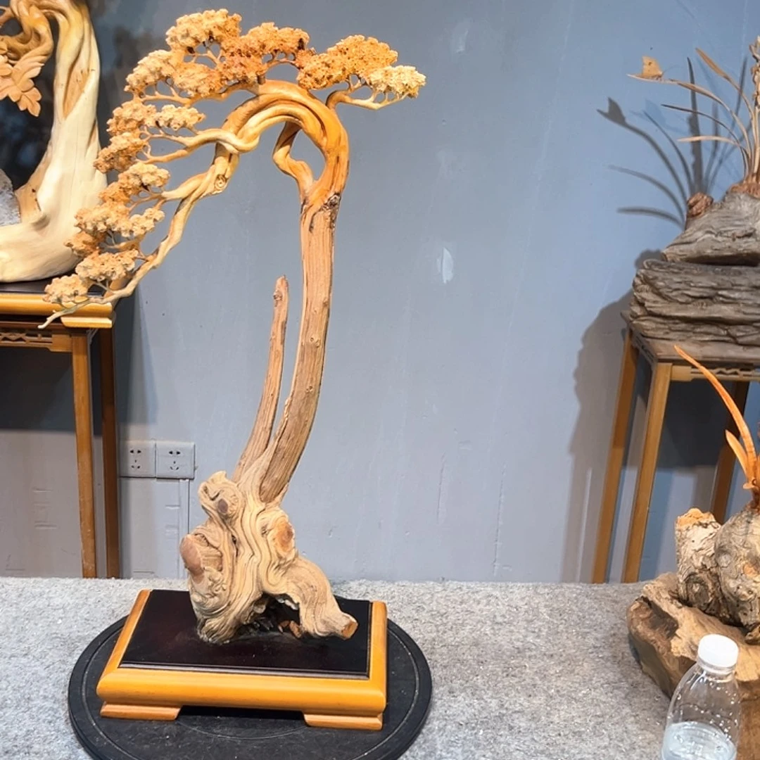 心***成柏木（崖柏）Asdffffffgg