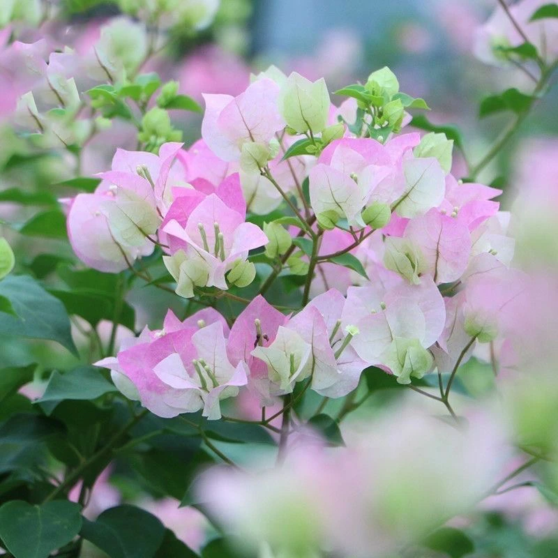 带盆(绿樱)加仑盆发货对版精品马上开花 四季开花 千梅园