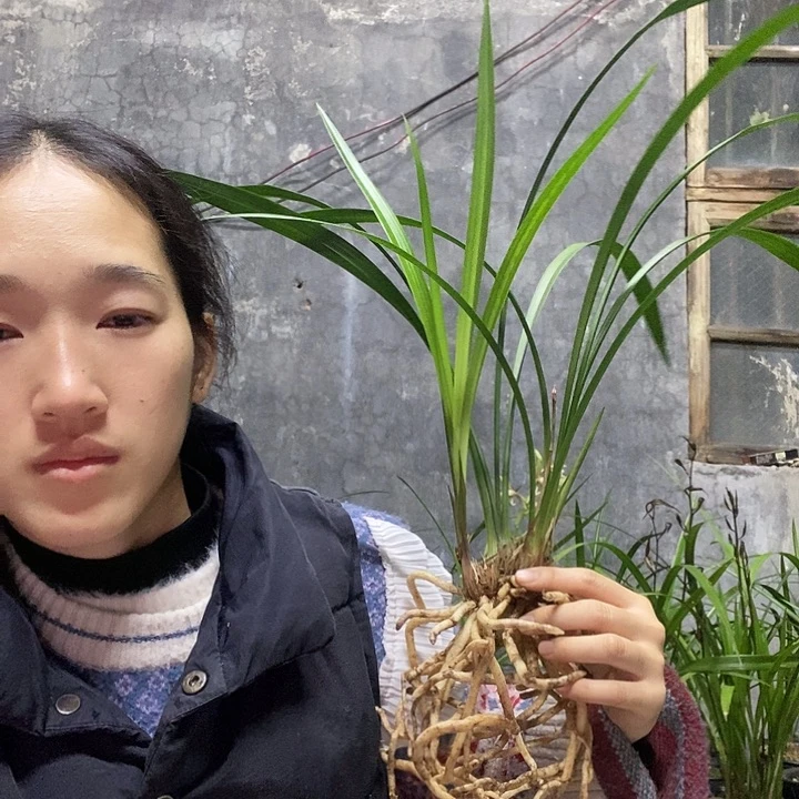 家***鸣完全开放建兰带花苞