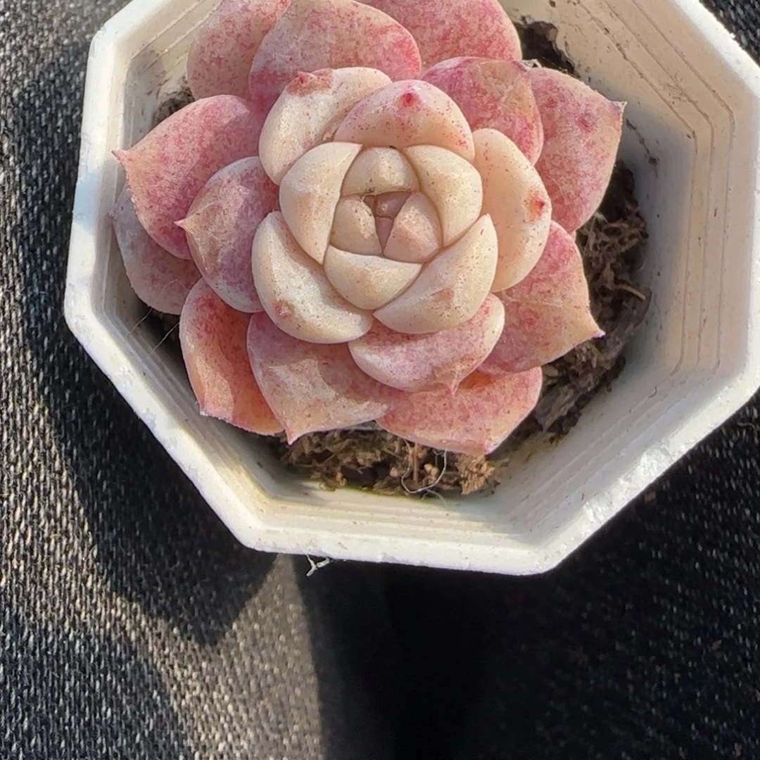 小卡拉米糖心一物一拍