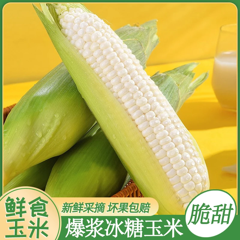 【红美人】爆浆冰糖玉米4斤装单根250-300g