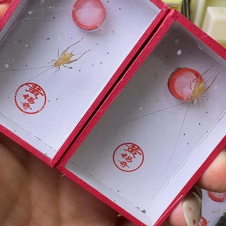 中黄龄哈哈哈哈哈哈哈哈