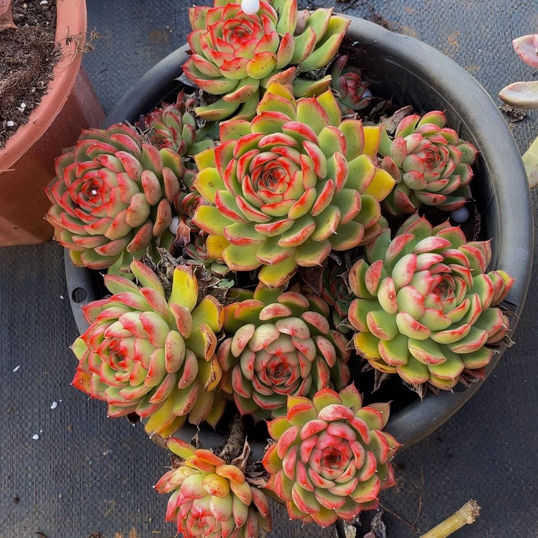 萤火虫特价老桩状态好26.8