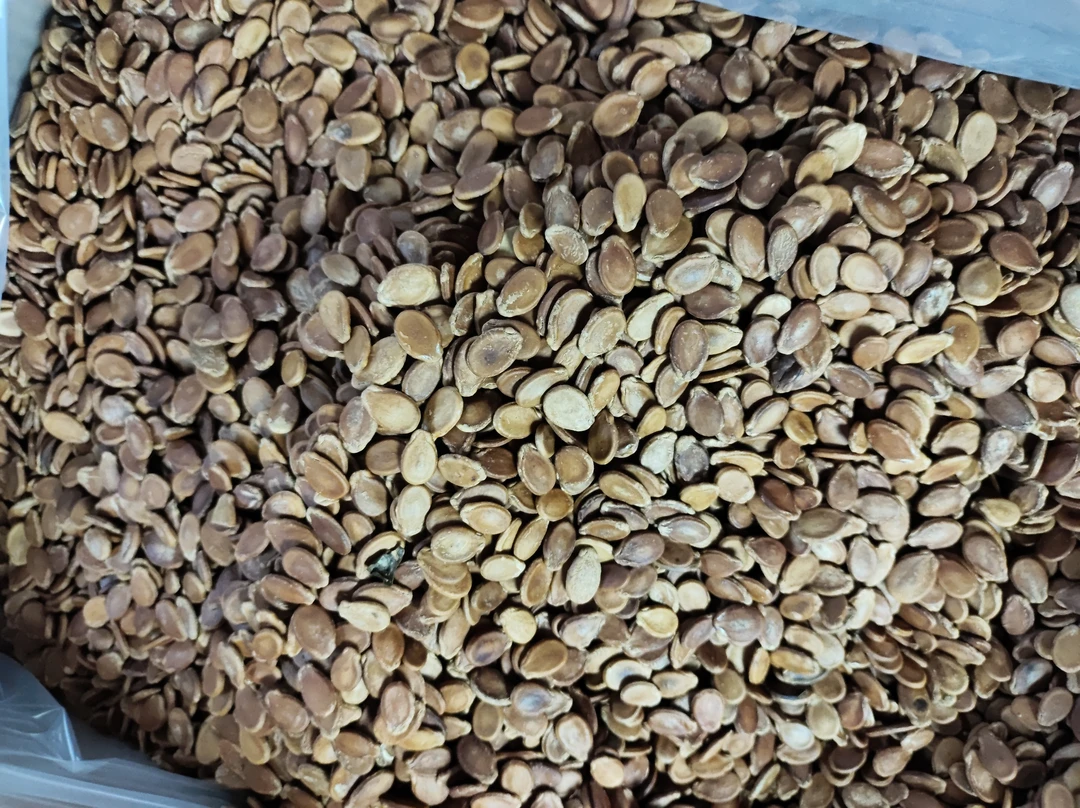 年货必备蒸气红瓜子婚庆休闲食品