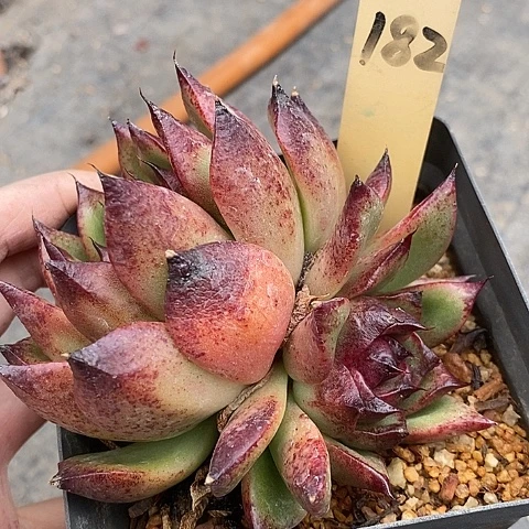 夜**兰182多肉植物老桩