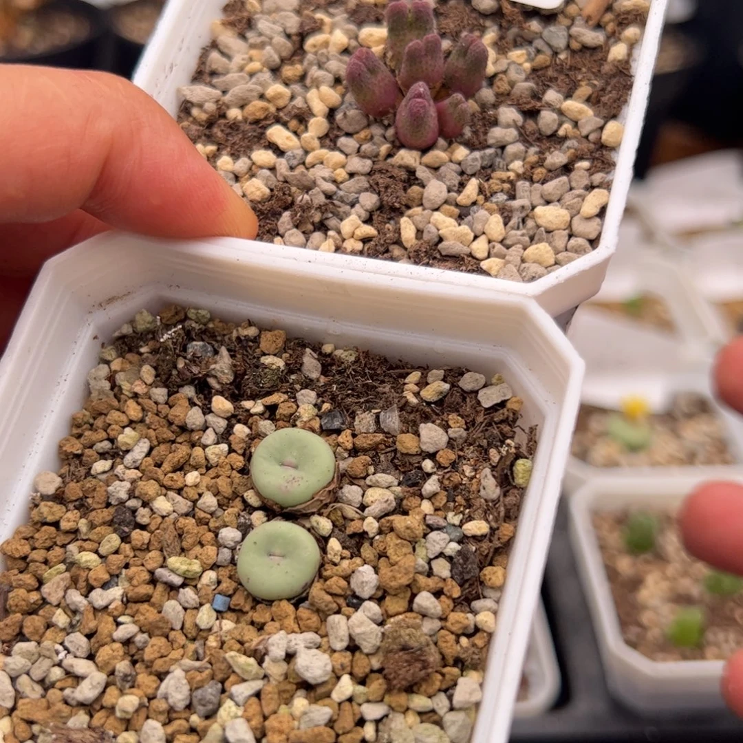 8.31福利多肉植物83